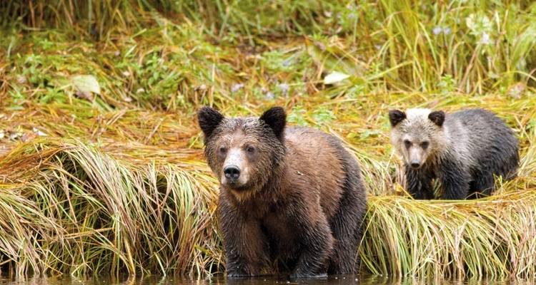 Great Bear Adventure - DERTOUR 1