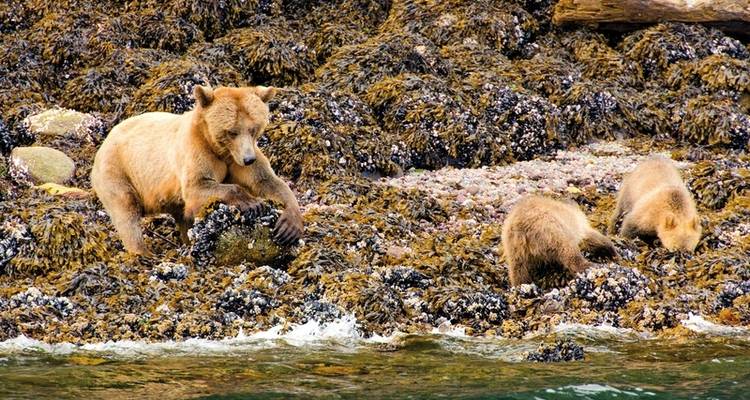 Great Bear Adventure - DERTOUR 6