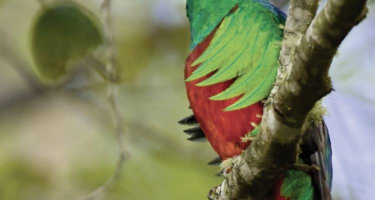 Pura Vida - Costa Rica de cerca (visita privada) (from Kralendijk to Juli) - DERTOUR 1