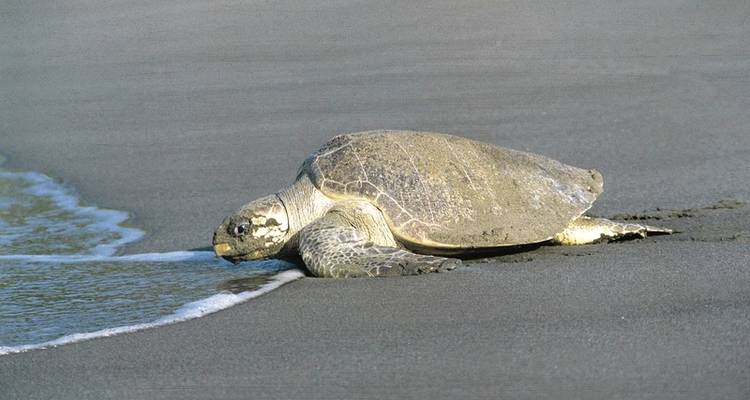 Tortuguero jungle experience - DERTOUR 5