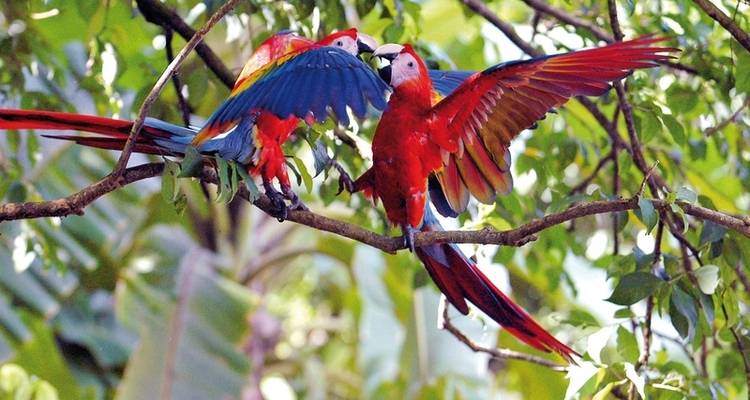 Costa Rica - Off the beaten track - DERTOUR 6
