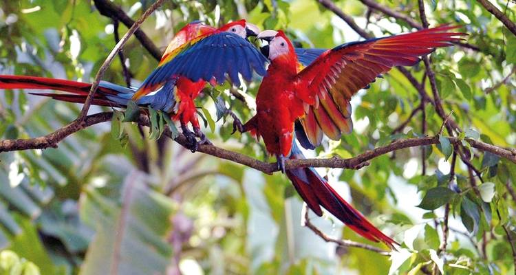 Costa Rica - Hors des sentiers battus - DERTOUR 10