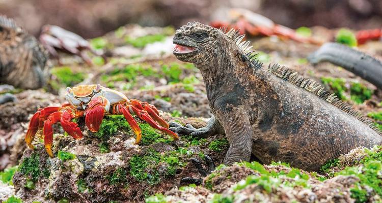 Zeeleguaan en krab op een rotsachtige kust met algen.