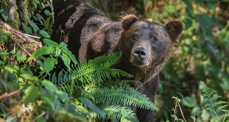 A bear amidst dense jungle foliage.