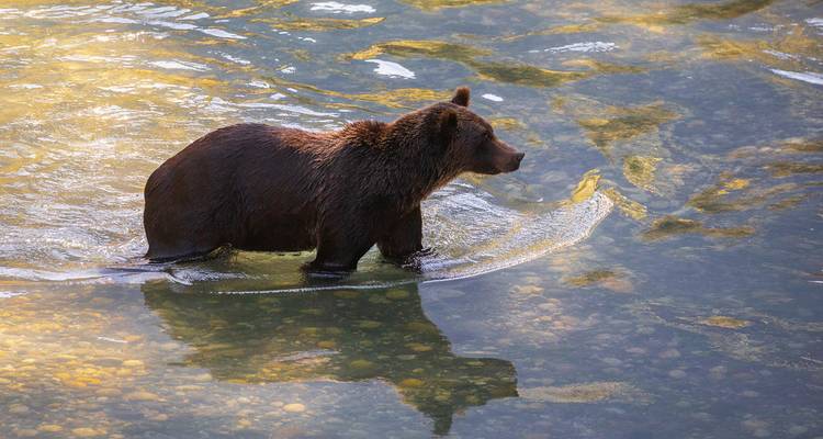 Grizzly bear wading through a shallow river.