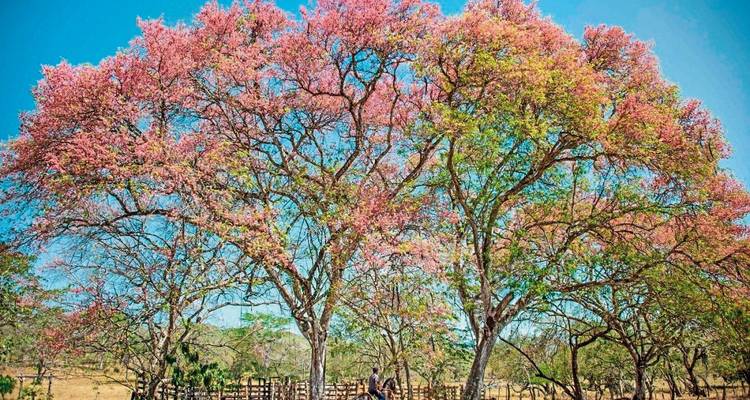 Een boom met roze bloesems in een landelijke omgeving met een hek.