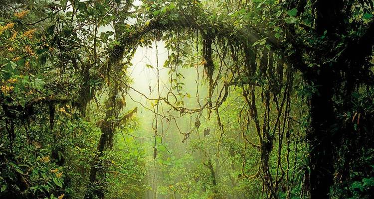 Weelderig groen regenwoud met een natuurlijke boog gevormd door lianen.