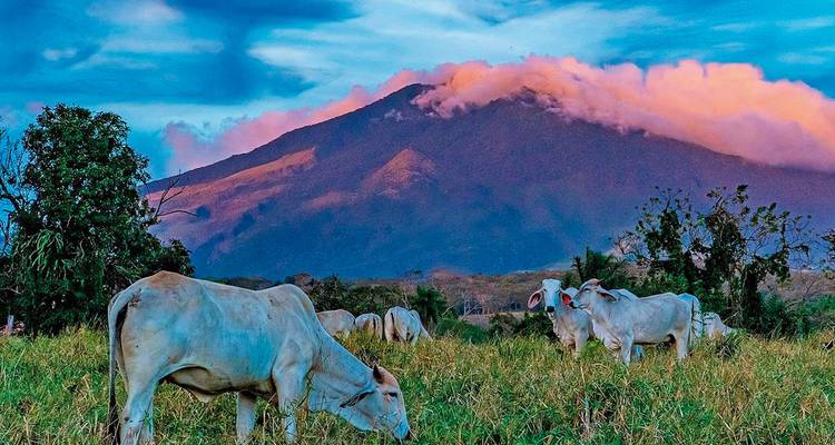 Koeien die grazen in een veld met een bergachtergrond tijdens zonsondergang.