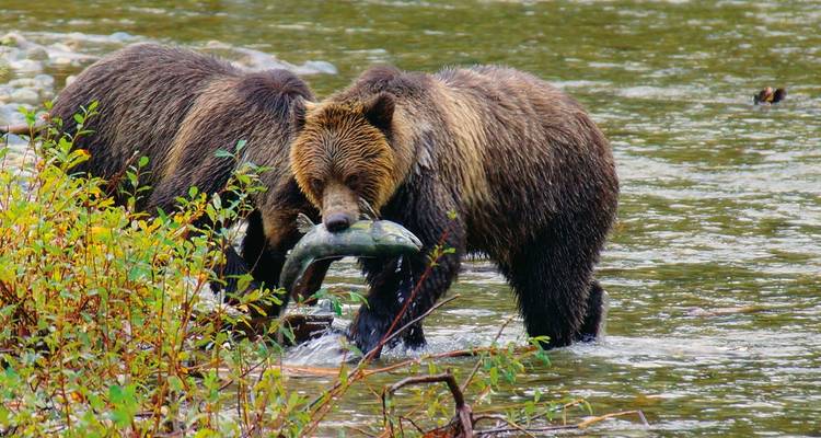 Baren, whales & Vancouver Island - DERTOUR 1