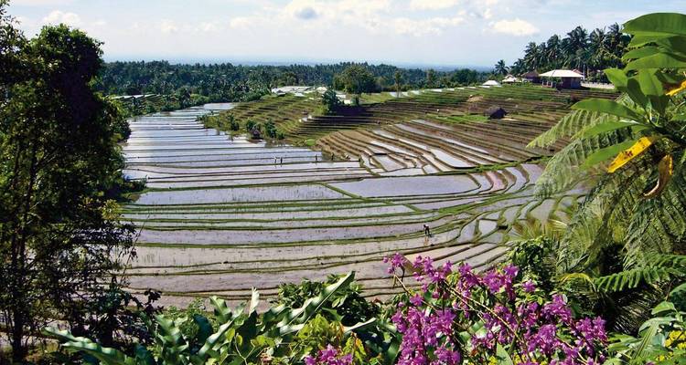 Rizières en terrasses avec des vues verdoyantes luxuriantes