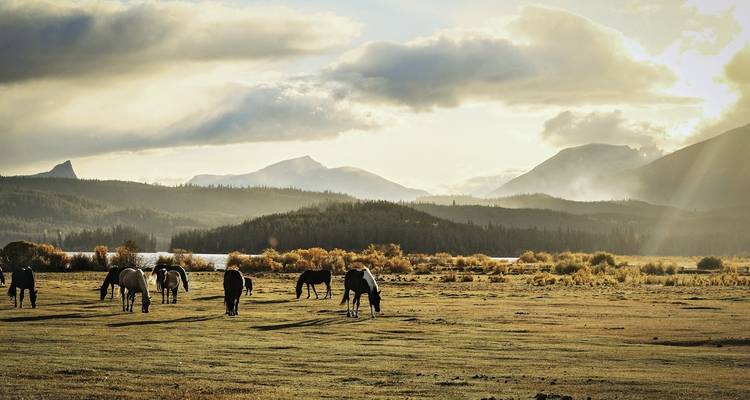 Paarden grazen in een weelderige vallei met bergen op de achtergrond.