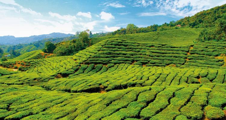 Experiencia en la naturaleza en las Tierras Altas de Cameron (opción de lujo, desde/hasta Kuala Lumpur) - DERTOUR 5