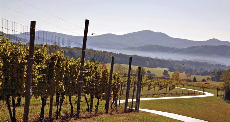 Des vignobles ondulants et une route sinueuse mènent vers les montagnes brumeuses de Blue Ridge sous une douce lumière matinale.