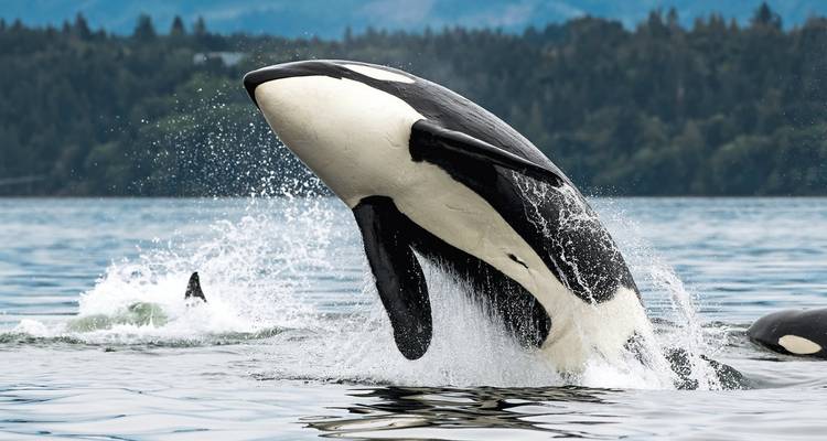 Orca breaching in ocean with forested hills in the background.