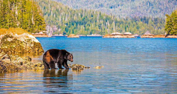 Bear foraging on rocks in a coastal setting with forested backdrop.