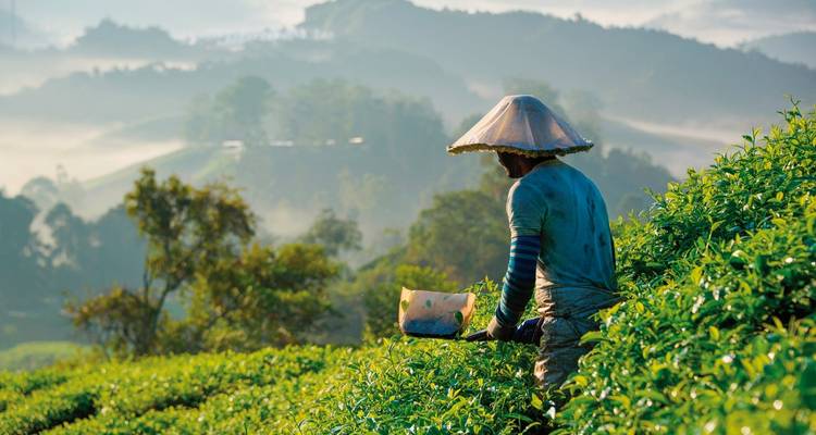 Cameron Highlands nature experience (superior option, from Kuala Lumpur/to Penang) - DERTOUR 1