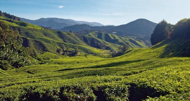 Cameron Highlands nature experience (superior option, from Kuala Lumpur/to Penang) - DERTOUR 2