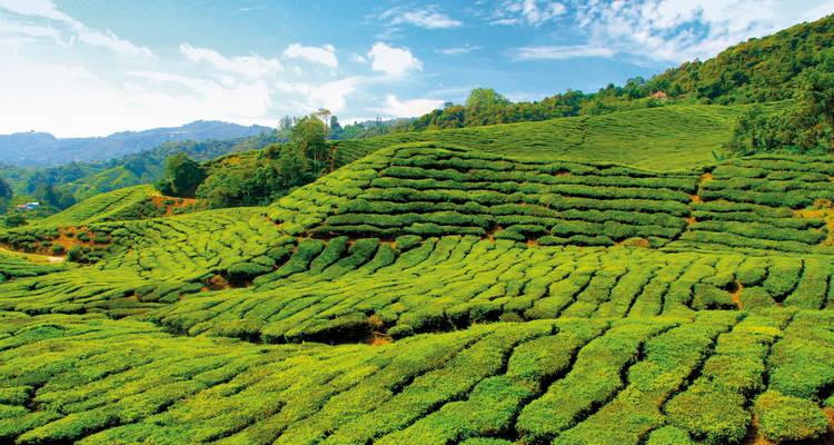 Experiencia en la naturaleza en las Tierras Altas de Cameron (opción superior, desde Kuala Lumpur/a Penang) - DERTOUR 6