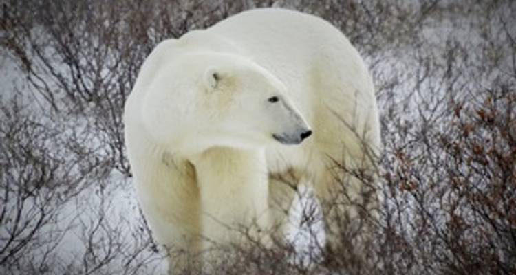 On the trail of the Ice Barbarians (5 nights) - DERTOUR 7