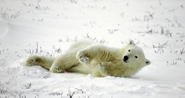 Ice barbarian experience with Tundra Buggy Lodge (5 nights) - DERTOUR 1