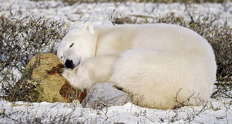 Ice barbarian experience with Tundra Buggy Lodge (5 nights) - DERTOUR 10
