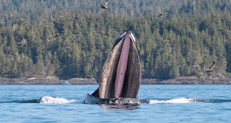 Baleine qui fait surface avec une forêt pittoresque et un ciel en arrière-plan.
