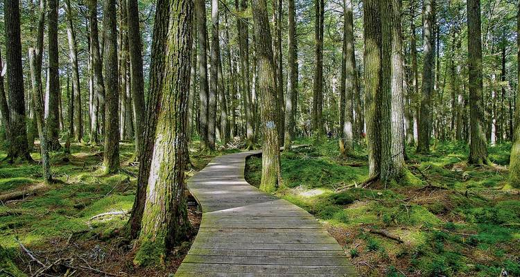 Sentier en bois à travers une forêt moussue.