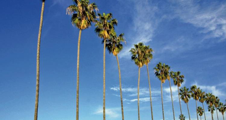 De grands palmiers contre un ciel bleu vif.