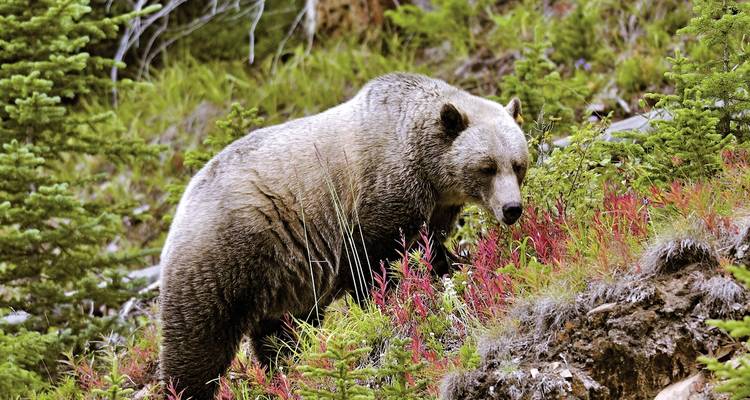Ours grizzly marchant à travers une végétation luxuriante.