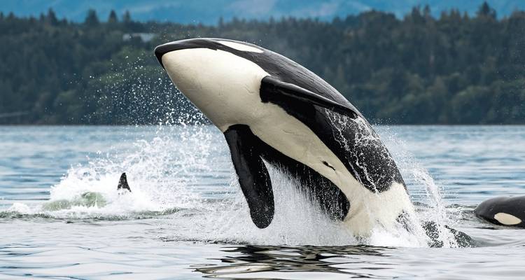Orka die door het wateroppervlak breekt met een plons.