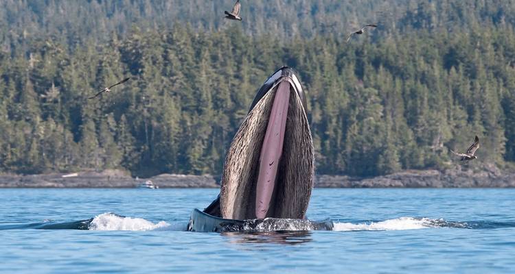 Walvis die voedt aan de oppervlakte met vogels die erboven vliegen.