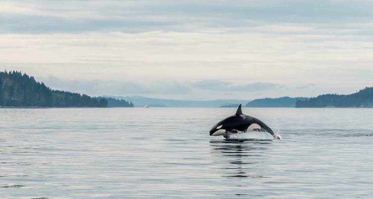 Wilde orka die uit het water springt in een schilderachtig kustgebied