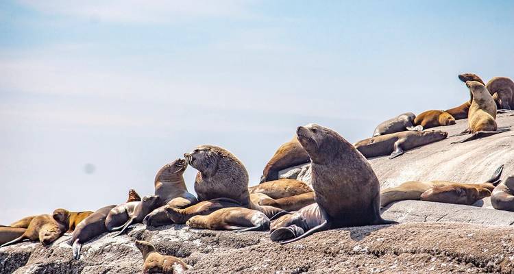 Zeehonden die luieren op rotsen onder een heldere hemel.