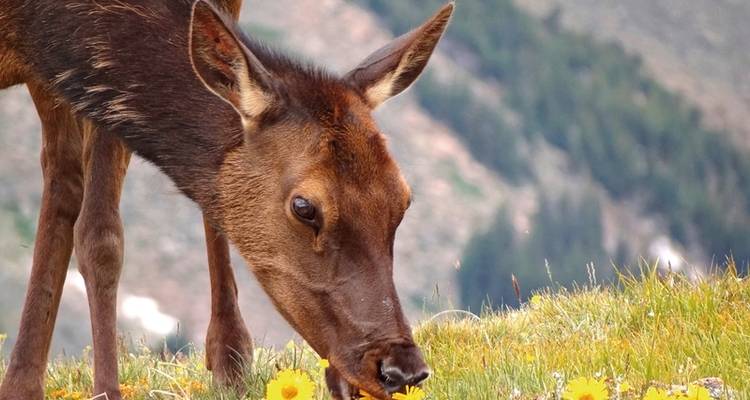 Aventure dans les Rocheuses, le Yukon et l'Alaska - DERTOUR 6