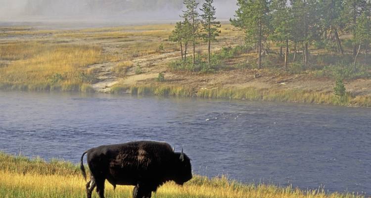 Bison near a river in a natural landscape with trees and mist.