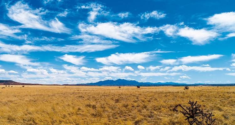 A vast, sunny prairie landscape with a clear blue sky and distant mountains.
