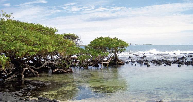 Mangroves met ondiep water in een kustgebied.