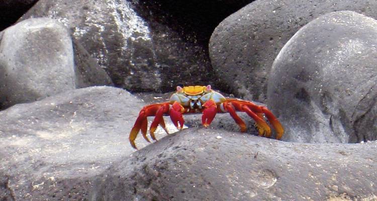 Bunte Krabbe läuft auf schwarzen Felsen.