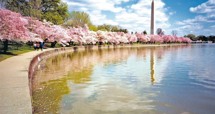 Cherry blossom trees along the water with a monument