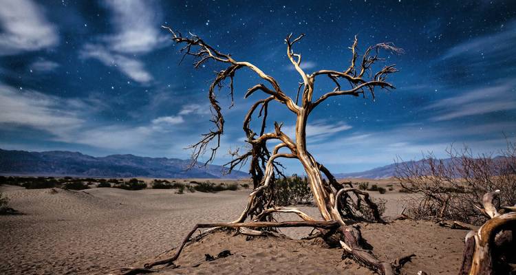 Arbre mort dans un paysage désertique sous un ciel étoilé nocturne.