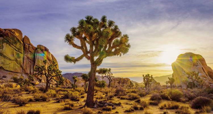 Desert landscape with Joshua trees at sunrise.