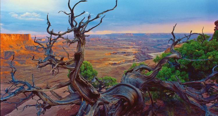 Tree with a rugged view over a canyon at sunset.