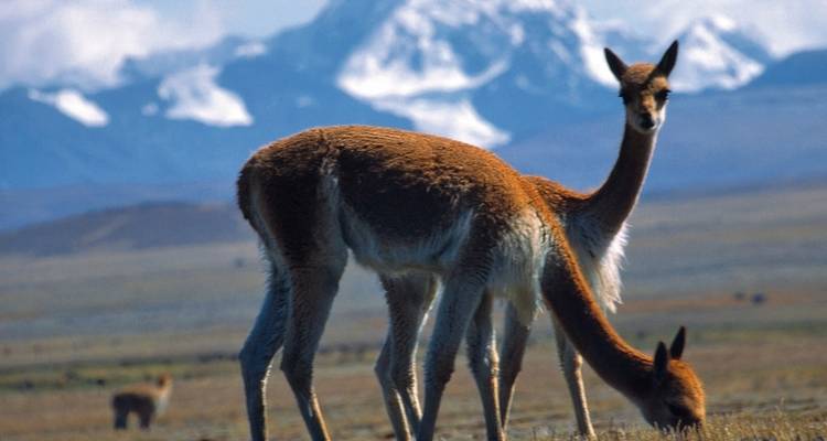 Grand Tour of South America - DERTOUR 4