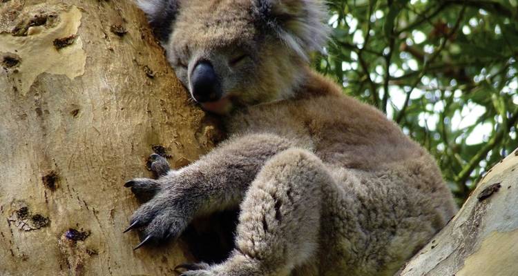 Great Ocean Road & Grampians (MEL22004) - DERTOUR 7