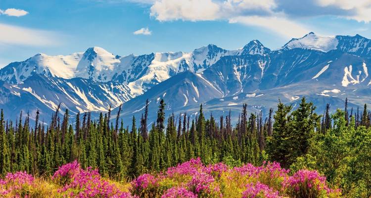 Montañas cubiertas de nieve con flores brillantes en primer plano.