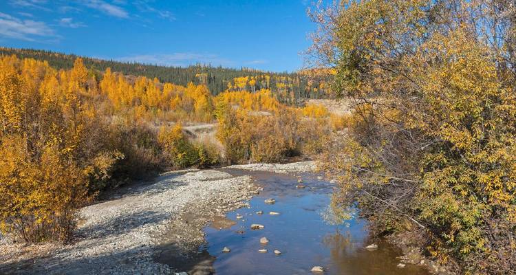 Bosque de otoño con álamos dorados alineados a lo largo de un arroyo tranquilo bajo un cielo azul despejado en la naturaleza salvaje de Yukón.