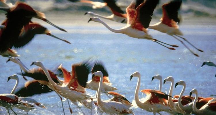 Nazca, Lima and 'Little Galapagos' - DERTOUR 4