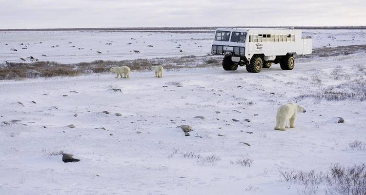 Expérience des îles glacées avec Tundra Buggy Lodge (6 nuits) - DERTOUR 3