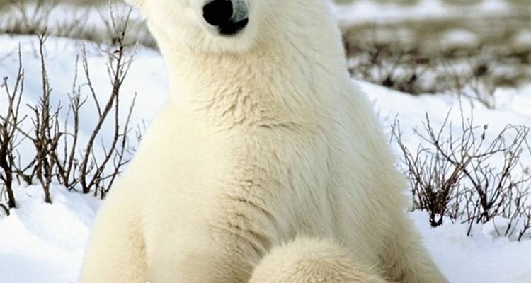 Ice barbarian experience with Tundra Buggy Lodge (4 nights) - DERTOUR 2