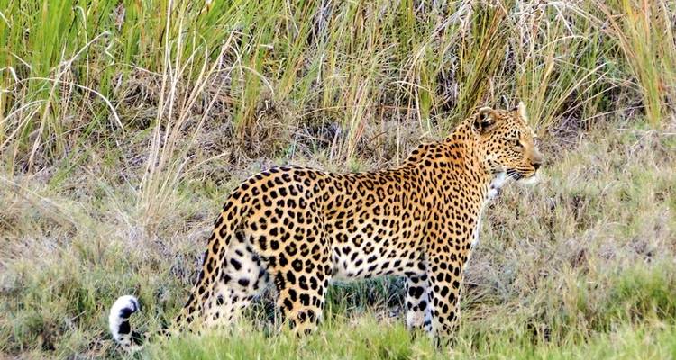 Safari en avión a Chobe y Okavango - DERTOUR 2